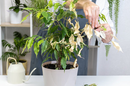 woman hand removing dry leaf from sick ficus benjamina in pot on white table. indoor plant pruning and care step, watering can nearby, bright room.の写真素材