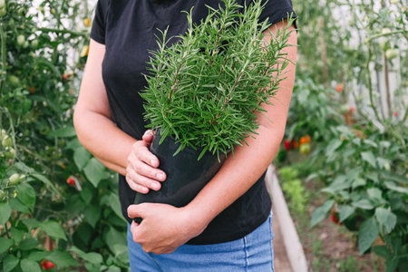 Female farmer holding and hugging pot with fresh green rosemary bush in greenhouse. Gardener carrying organic aromatic herb close to body.の写真素材