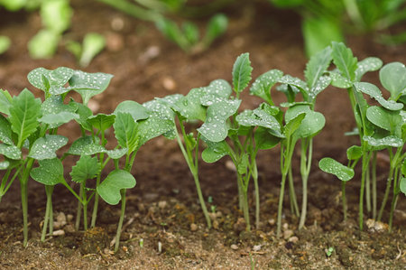 Tiny cabbage seedlings at early stage growing in seedbed soil. Fresh green cotyledon leaves with dew drops, selective focus, spring nursery and planting concept.の写真素材