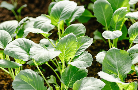 Top view of young cabbage seedlings in a garden bed. Tender green leaves in bright sunlight on dark soil, spring vegetable cultivation and home gardening concept.の写真素材