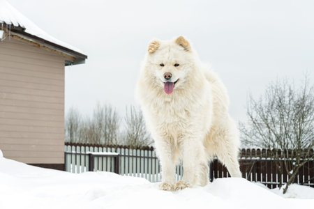 A beautiful fluffy white samoyed dog standing on a deep snowdrift in the backyard. Authentic winter...