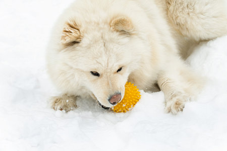 A cute white samoyed dog actively playing with a bright yellow rubber toy ball in deep winter snow....