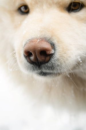 Close up portrait of a cute white samoyed dog with winter snow on its nose. Detailed macro view of...