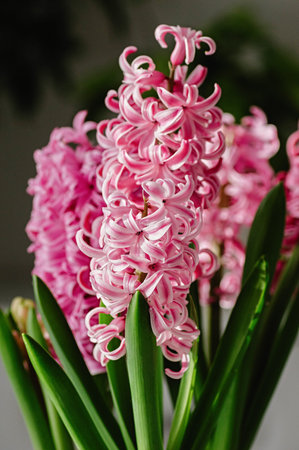 Vibrant pink hyacinth flower blooming in spring with delicate petals and fresh green stems. This beautiful plant is ideal for indoor pot decoration and garden.の写真素材