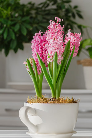 Pink hyacinth flowers planted in white ceramic cup. Floral spring home decor arrangement. Botanical...