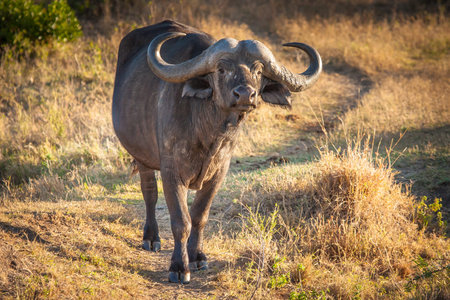 Kenya Africa. Safari in Africa. Buffaloes in Kenya. African buffalo.