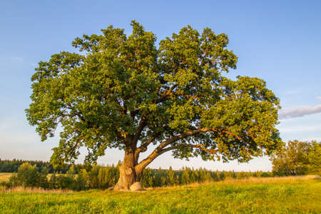An old oak. A big tree. The tree is more than 100 years old. Green oak. A huge tree against a green meadow.の写真素材