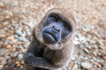 A monkey living in the jungle of the Amazon. Ecuador. The monkey looks at the top. Animals of...