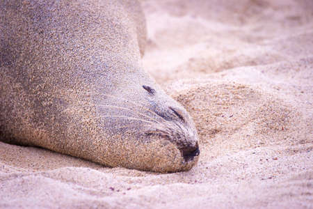 Ecuador. The Galapagos Islands. Seals are sleeping on the beach. Beaches of the Galapagos Islands. Pacific Ocean Seals in Ecuador. Animals of the Galapagos Islands.の写真素材