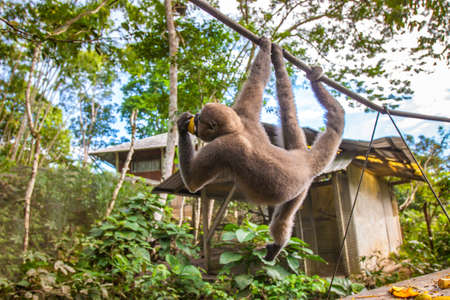 A monkey living in the jungle of the Amazon. Ecuador. The monkey is hanging on the vine. Animals of Ecuador. The monkey takes food.の写真素材