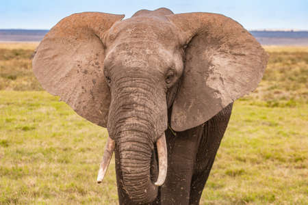 Elephant close-up. Kenya Safari in Africa. African elephant. Animals of Africa. Travel to Kenya. Portrait of an elephant.の写真素材