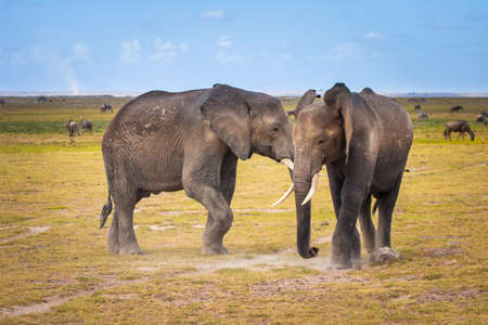 Two elephants are fighting. Africa. Kenya Journey through Africa. African elephants in the fight. Animals in Kenya. Safari in the national park.の写真素材