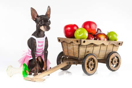The dog guards the apples. A small dog sits opposite a trolley with apples. The dog guards the harvest of apples.の写真素材