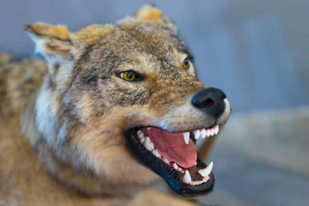 The wolf grins his teeth. The mouth of a wolf. Stuffed wolf. Taxidermy Making a stuffed animal.の写真素材