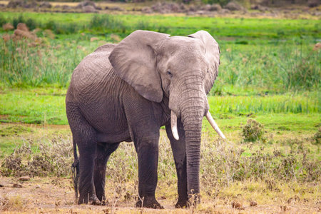Kenya is africa. African elephant in the savannah. An elephant with tusks. A trip to Africa. Safari by Kenya.の写真素材