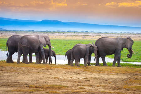 Kenya Africa. A family of elephants go to the water. African elephants. Migration of elephants. Travel to Kenya. Animal Africa. Elephants.の写真素材