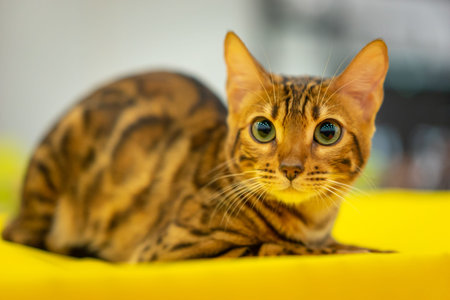 The cat is looking at the camera. A cat with big ears. Leopard cat.