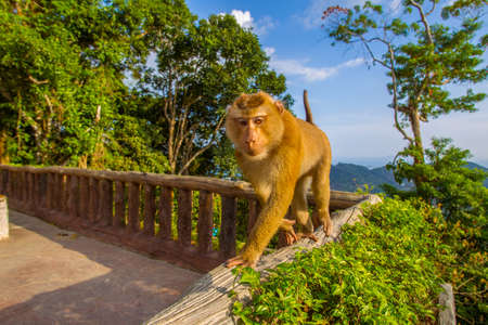 The nature of Thailand. Wild monkey in Thailand. A monkey. Balcony with a view of the forest.の写真素材