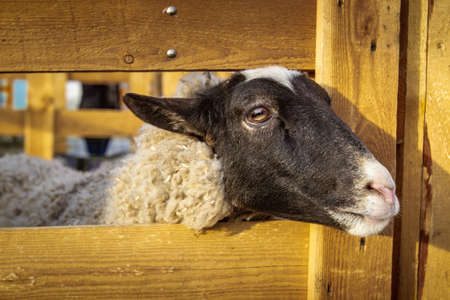 Sheep looks out of the pen.の写真素材