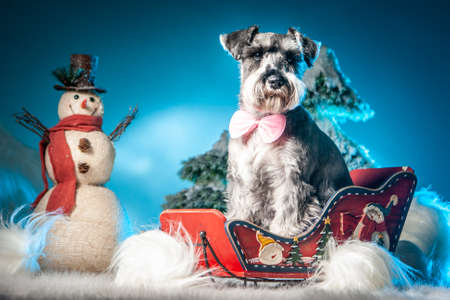 The dog sits in sleds. A dog and a snowman. Terrier. Dog in the snow.の写真素材
