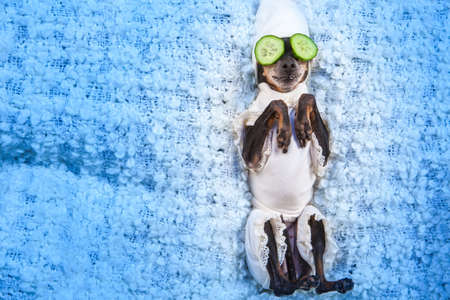 A dog takes a spa. Relax. A dog with cucumbers in his eyes. Wellness masks for the face. The dog takes care of health.の写真素材