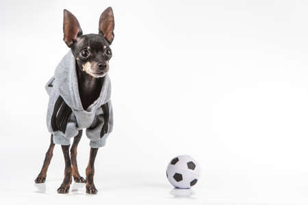 A dog with a soccer ball. Football fan. Soccer ball.の写真素材