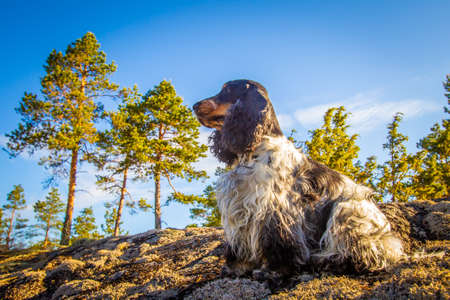 The dog is on the hunt. The dog looks into the distance. Spaniel.の写真素材