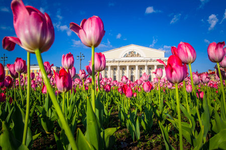 Saint Petersburg. Vasilievsky Island. Petersburg in colors. Spit of Vasilyevsky Island. St. Petersburg is decorated with flowers. Tulips against the sky. Russia. Rostral columns.のeditorial素材