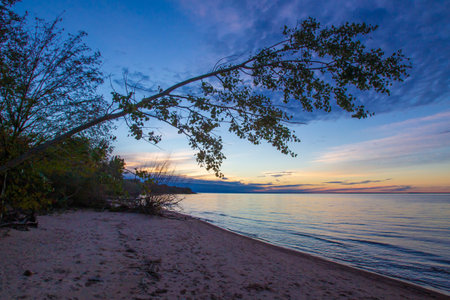 Shoreline. Wild beach. The beach is littered with trees. Fallen trees. Saint Petersburg. Travel to...