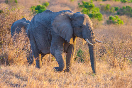 African elephant in the sun. Africa. Kenya. Safari in the national park of Africa. Animals of Kenya.の写真素材