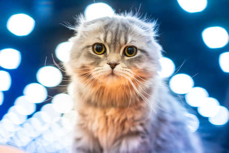 A frightened cat. The cat looks at the camera.の写真素材