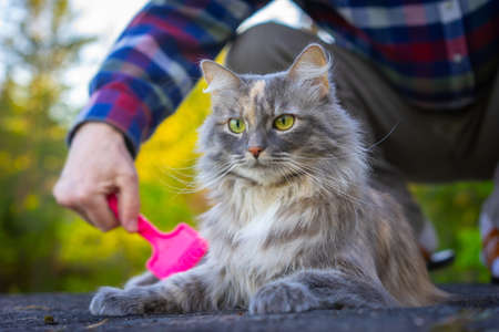 The owner combs the cat. Wool of a cat. A man is combing the fur of a gray cat. Courtship for a pet.の写真素材