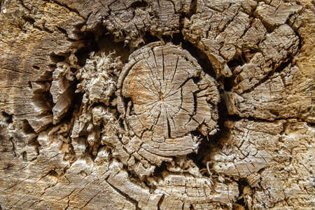 Old trees. The texture of the tree. A tree with large cracks. Truncated tree.の写真素材