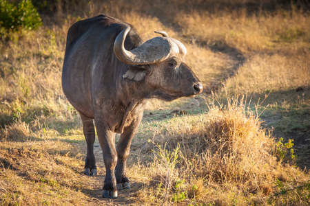 African buffalo. Safari in Kenya. Journey through Africa. Animals of Africa. Wild animals in Kenya.の写真素材