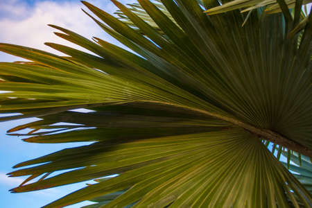 A palm leaf. Wide leaf of a palm tree.の写真素材