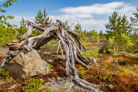 Dried tree The roots of pine. Fallen tree Northern nature. Karelia. The nature of Russia. Karelia in the summer.の写真素材