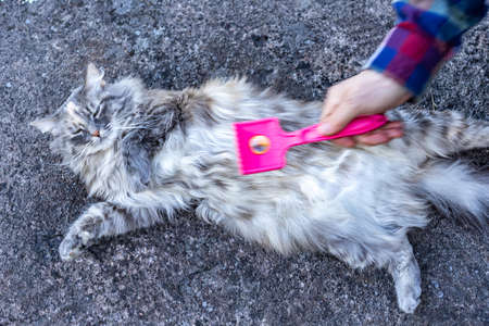 A man is combing a cat. Pet care. The cat lies on a stone. Gray cat.の写真素材