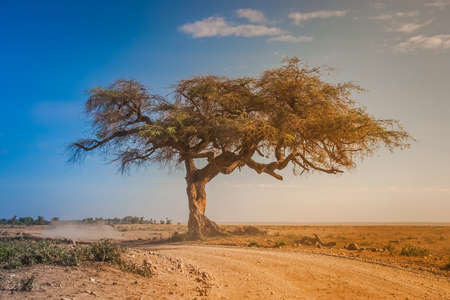 Kenya. Africa. A lone african acacia on a dusty dirt road. Savanna trees. Early morning in the savannah. Landscape of Kenya. African safariの写真素材