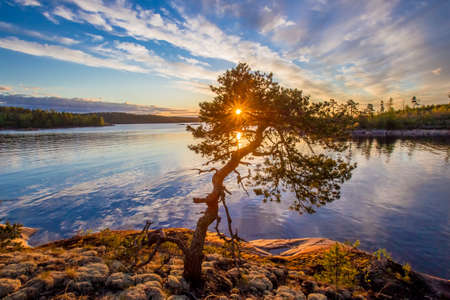 Lonely tree on the shore. Dawn. Wildlife of Karelia. Pine on the shore of Lake Ladoga. Travel to Russia. Republic of Karelia. Islands. Northern nature. The sun through the foliage of the tree.の写真素材