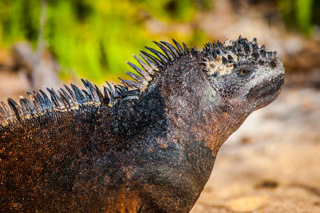 Ecuador. Travel to Ecuador. Galapagos Islands. Marine iguana. Galapagos marine iguanas. Lizard basks in the sun. Animals of the Galapagos Islands.の写真素材