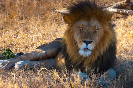 Africa. The lion lies in the shadow of a tree. Safari in Africa. The African lion lies on the trove. Kenya. Travel to Kenya.の写真素材