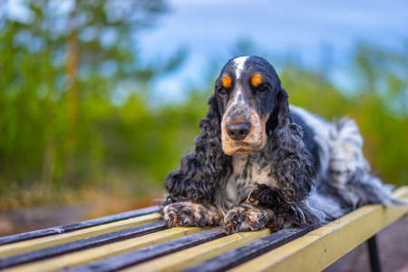 Dog English Cocker Spaniel. Tricolor Cocker Spaniel. The dog is waiting for the owner. The dog is sitting. Pets. Training.の写真素材