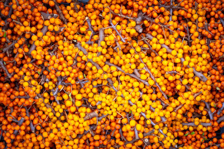 Sea buckthorn. Orange sea buckthorn berries with twigs. The harvest of sea buckthorn. Bright berry...
