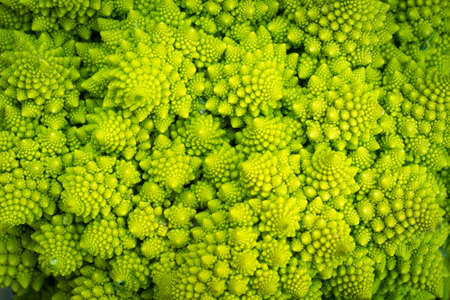 Green cabbage of the Romanesco variety. Green cabbage. The harvest of vegetables. Plant growing. Agricultural business.の写真素材