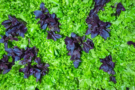Fresh greenery of bright colors. Lettuce and Basil top view. Vegetable background of fresh greenery....