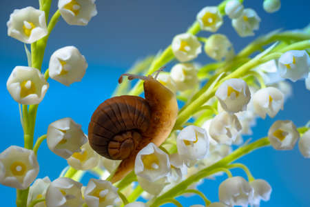 A bouquet of lilies of the valley and a snail. Snail on flowers close-up. Spring flowers. A snail crawls through the lilies of the valley. Awakening of nature. Flowers and an insect on a blue backgroundの写真素材