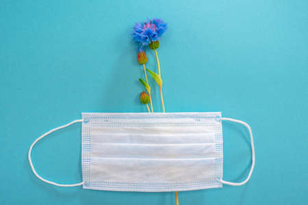 Flower and a medical protective mask. Seasonal allergy. Allergy to pollen. Allergy to flowers. Field flowers. Cornflower and medical mask.の写真素材