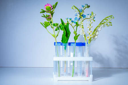Flower fantasy composition. Wild flowers in test tubes. The fight against seasonal allergies. Allergy to pollen. The use of plants in pharmacology.の写真素材