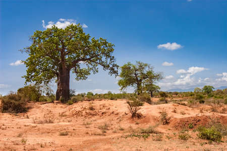 Kenya. Africa. Baobabs in the savannah. African baobabs. Savanna trees. Landscapes of Kenya. Travel to Africa.の写真素材