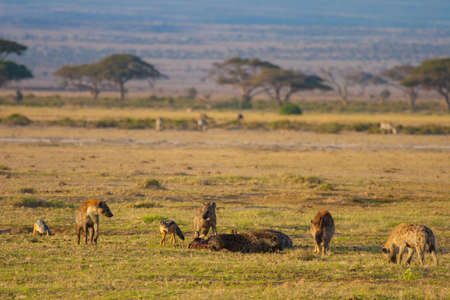 Kenya. Africa. Hyenas. Travel to Africa. Animals Kenya. Safari. Early morning in Savanna. Hyenas eat prey. African animals.の写真素材